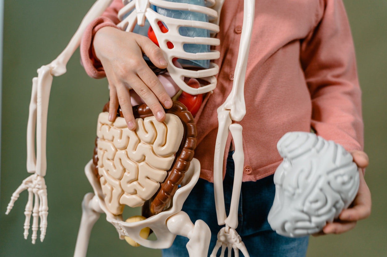 Gut-Brain Connection: The Benefits of Probiotics for Autism, Aspergers, and ADHD