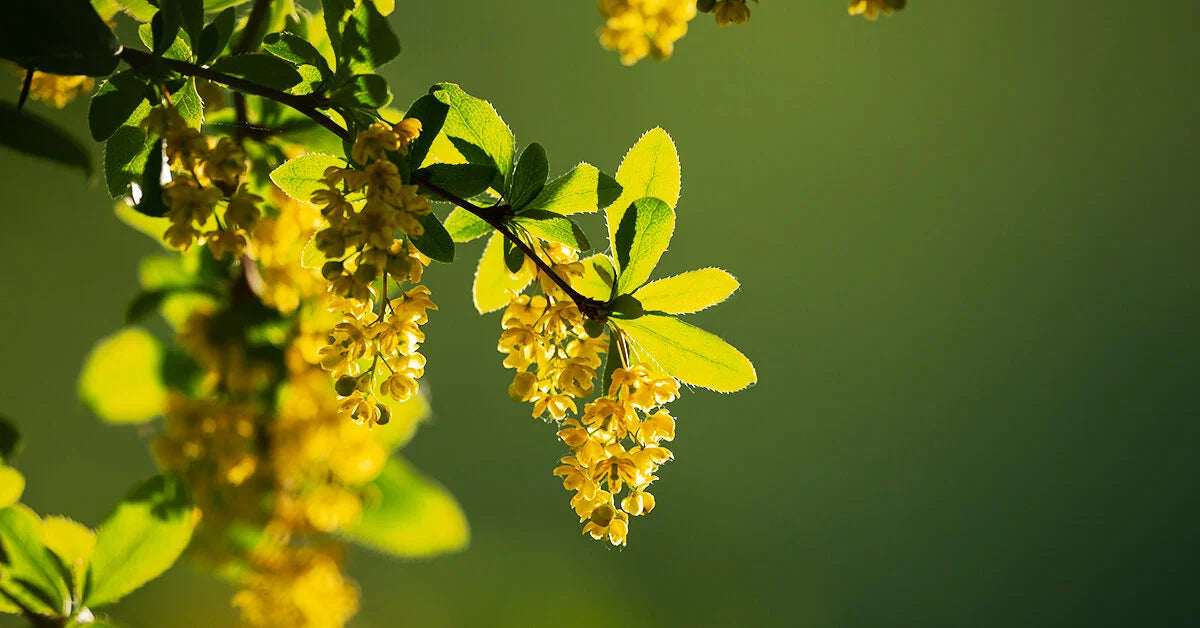 The Incredible Benefits of Berberine: Nature's Powerful Health Ally iApothecary at TheGutInstitute.com