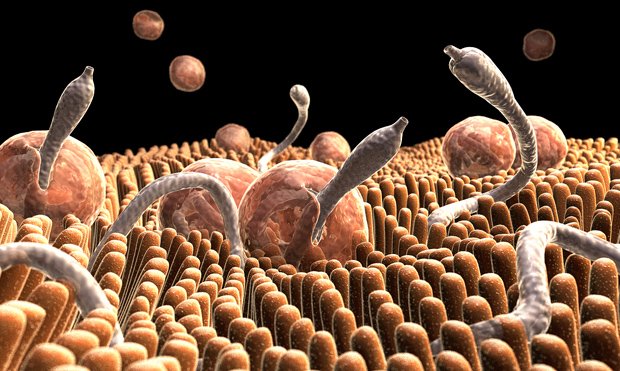 Unveiling the Hidden Intruders: Recognizing Symptoms of Intestinal Parasites iApothecary at TheGutInstitute.com