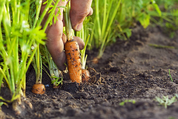 Why Soil-Based Probiotics Are Best for SIBO