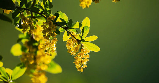 The Incredible Benefits of Berberine: Nature's Powerful Health Ally